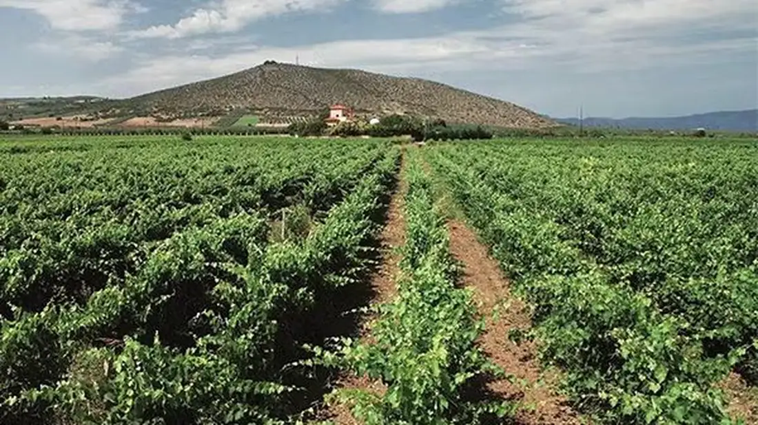 Vineyards in Central Greece